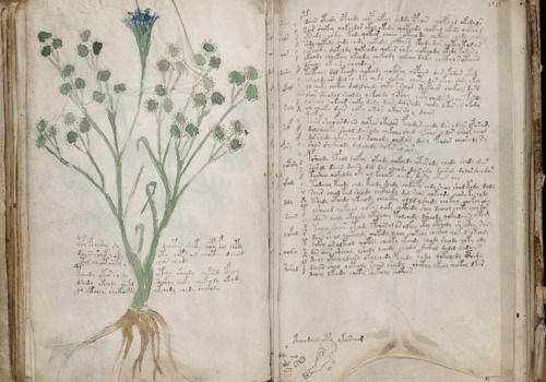 Telecharger le Manuscrit de Voynich